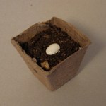 box_dirt_seed